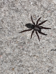 Scotophaeus scutulatus