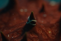 Ophiothela