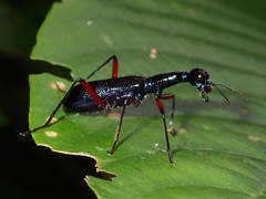Neocollyris
