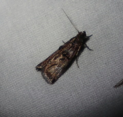 Conobathra hemichlaena