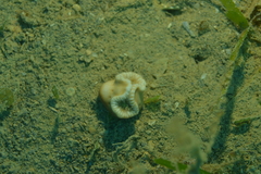 Heteropsammia cochlea