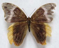 Catoblepia orgetorix