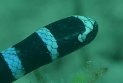 Laticauda laticaudata