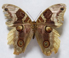 Catoblepia orgetorix