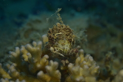 Pinctada maculata