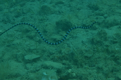 Laticauda laticaudata
