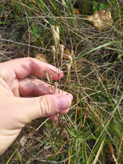 Auriculatae