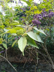 Callicarpa formosana