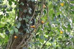 Ficus punctata