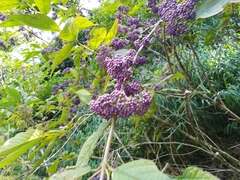 Callicarpa formosana