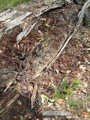 Caladenia procera