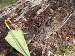 Caladenia procera
