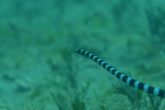 Laticauda laticaudata