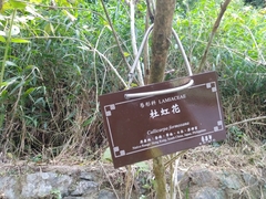 Callicarpa formosana