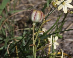 Fritillaria striata
