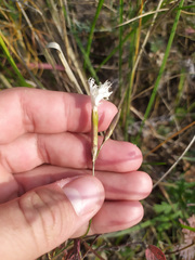 Dianthus acicularis
