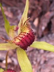 Caladenia procera
