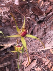 Caladenia procera