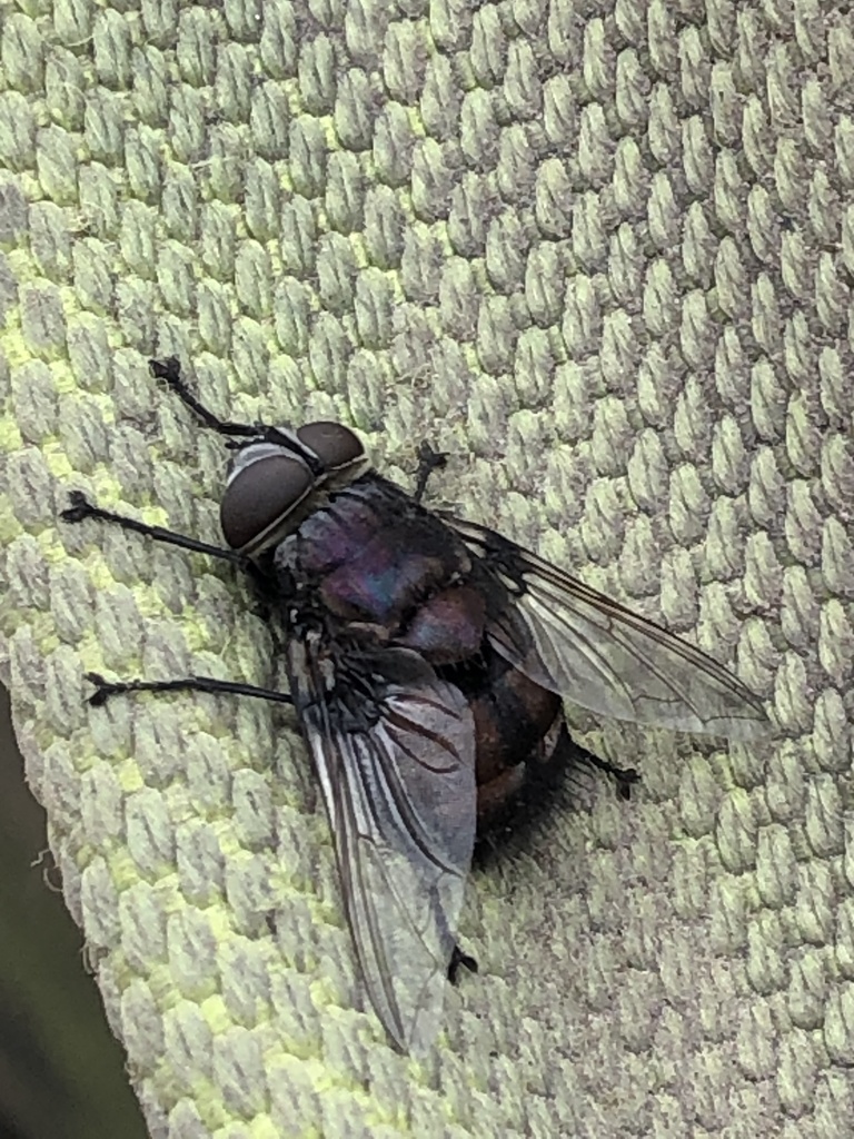 Tachinid Flies from Kangaroo Island, Vivonne Bay, SA, AU on January 20 ...