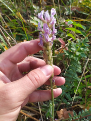 Oxytropis spicata