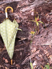 Caladenia procera