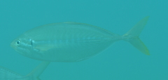 Ferdauia ferdau