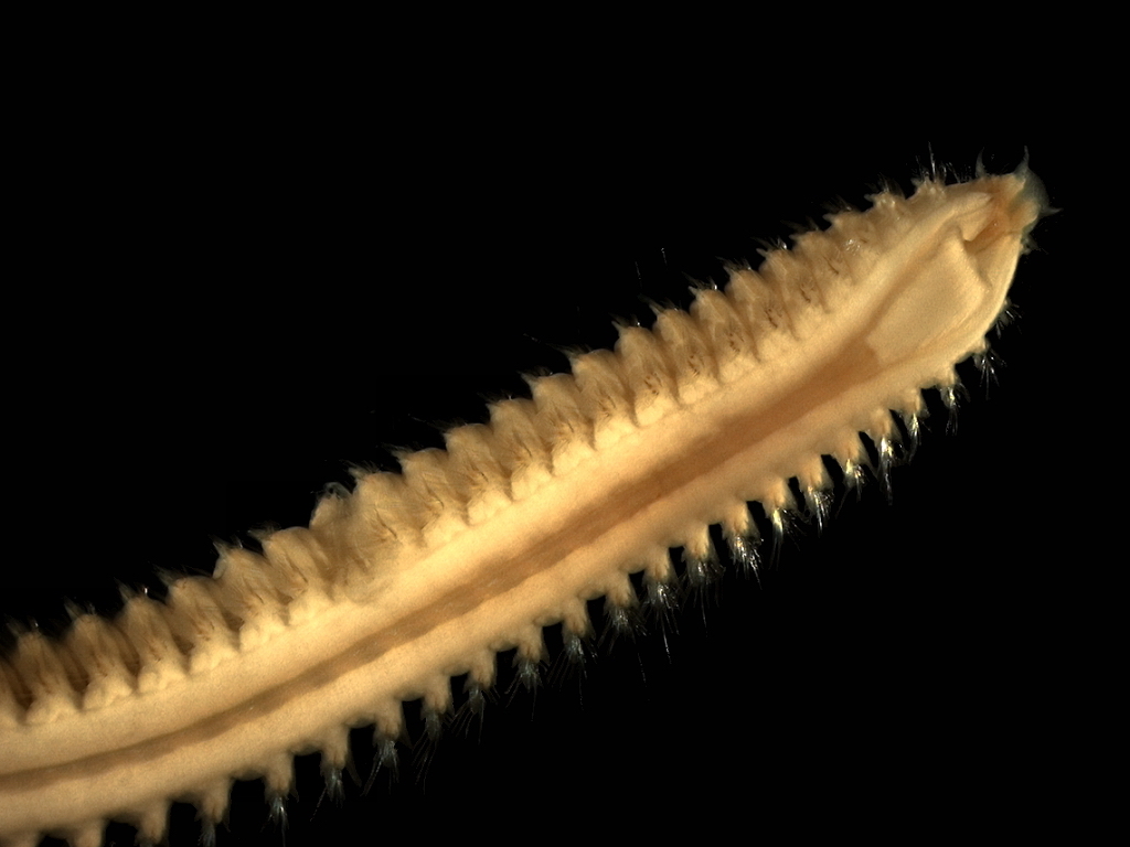Sandworm (Cama Beach St Pk-All Species) · iNaturalist