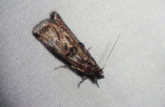 Conobathra hemichlaena