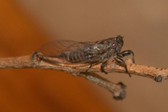 Drymopsalta daemeli