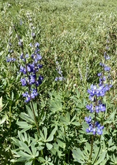 Lupinus burkei