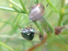 Colymbomorpha vittata