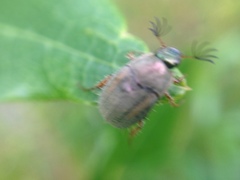 Colymbomorpha vittata