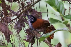 Cantorchilus nigricapillus