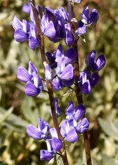 Lupinus burkei