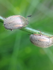 Colymbomorpha vittata