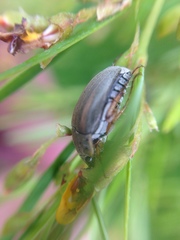 Colymbomorpha vittata