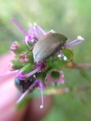 Colymbomorpha vittata
