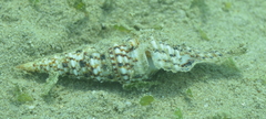 Turris crispa