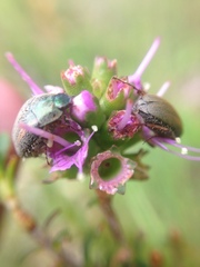 Colymbomorpha vittata