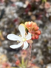 Drosera verrucata
