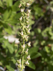 Leucothoe davisiae