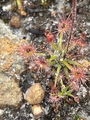 Drosera verrucata