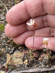 Drosera verrucata