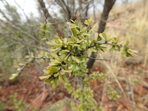 Gymnosporia polyacantha (Gymnosporia polyacantha)