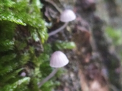 Mycena cinerella