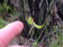 Caladenia attingens