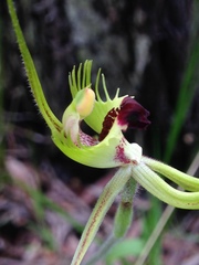 Caladenia attingens