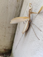 Mantis religiosa