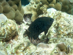 Plectroglyphidodon marginatus