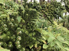 Abies homolepis